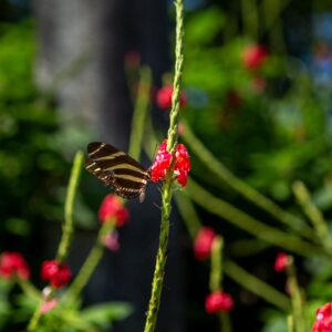 La Naturaleza