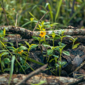 Naturaleza