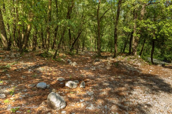 BE1 Bosque Encantado V1