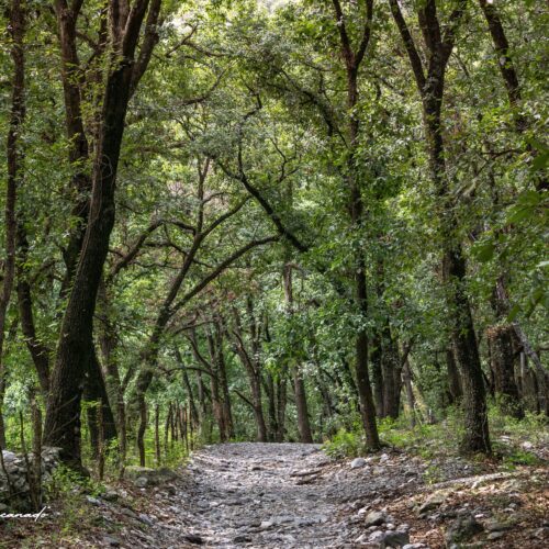 BE3 Bosque Encantado V3